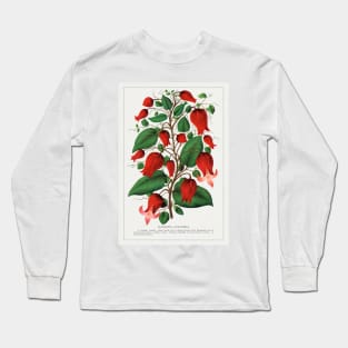 Red Flower, Clematis Coccinea Lithograph (1900) Long Sleeve T-Shirt
